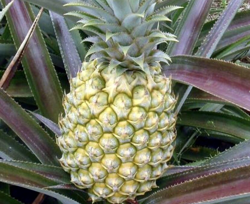 Formation Ananas